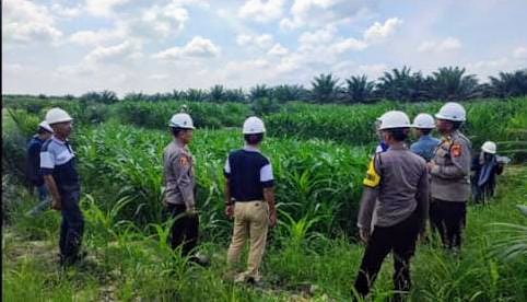 Dukung Ketahanan Pangan, Kapolsek Betung Tinjau Lahan Jagung Hasil Kolaborasi Polri, Kementerian, dan Perusahaan