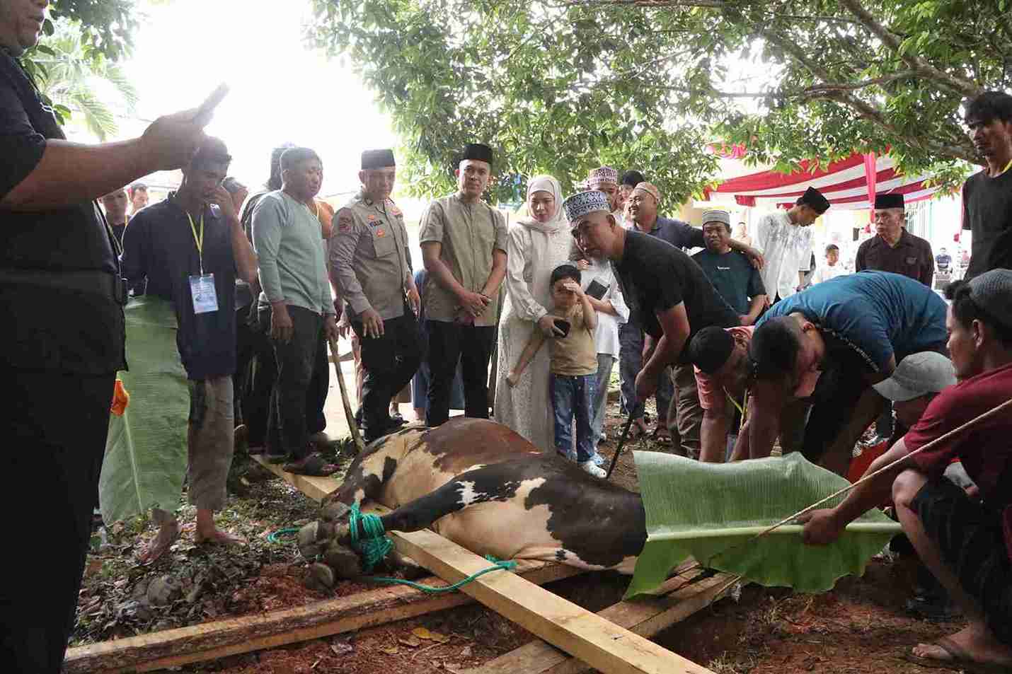 Polres Banyuasin Tebar Kepedulian di Idul Adha 1446 H, 19 Hewan Kurban Disembelih