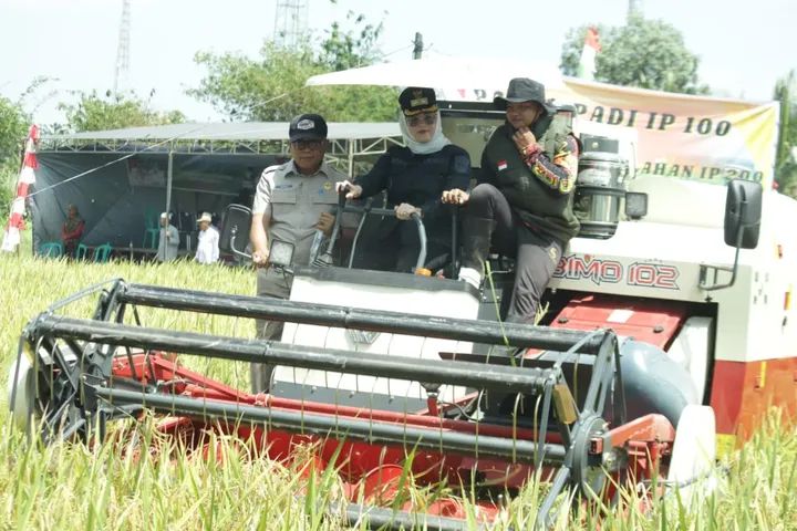 Wabup Netta Panen Padi IP 100 dan Tanam Padi IP 200, Yakin Banyuasin TOP 1 Penghasil Gabah se-Indonesia 
