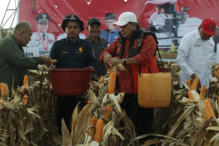 Bupati Banyuasin: “Alhamdulillah Panen Jagung 