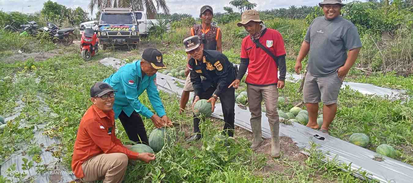BUMDes Senda Makmur Sejahtera Panen Raya Semangka Non Biji di Desa Senda Mukti